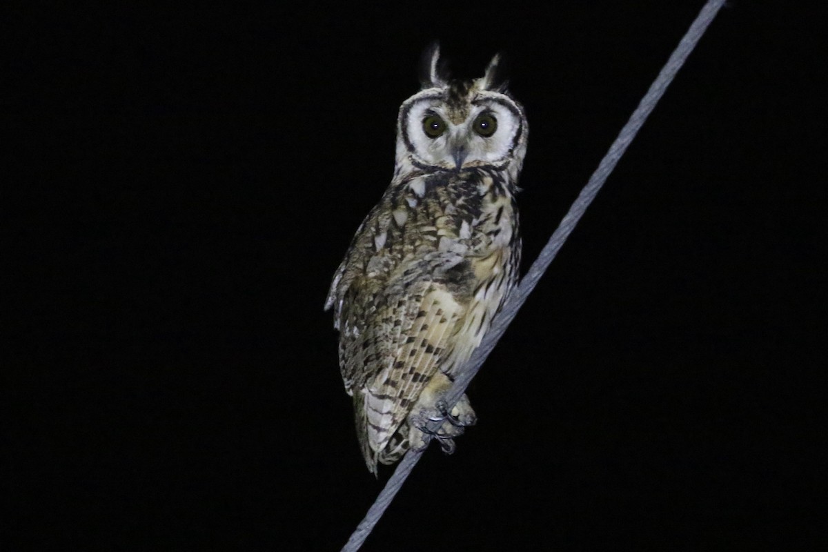 Striped Owl - ML568605001