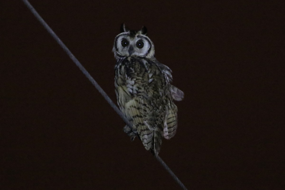 Striped Owl - ML568605011