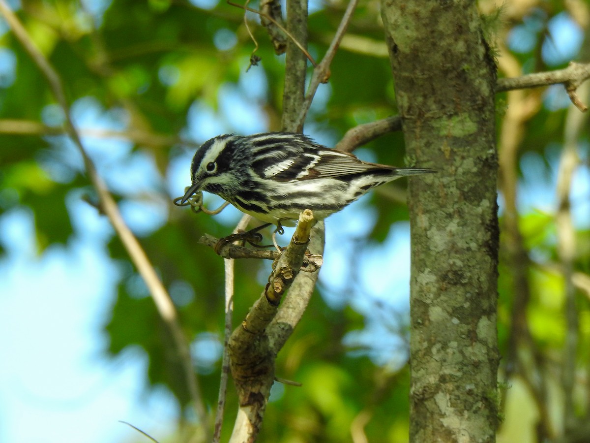 Black-and-white Warbler - ML568606671