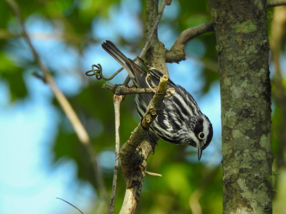 Black-and-white Warbler - ML568606681