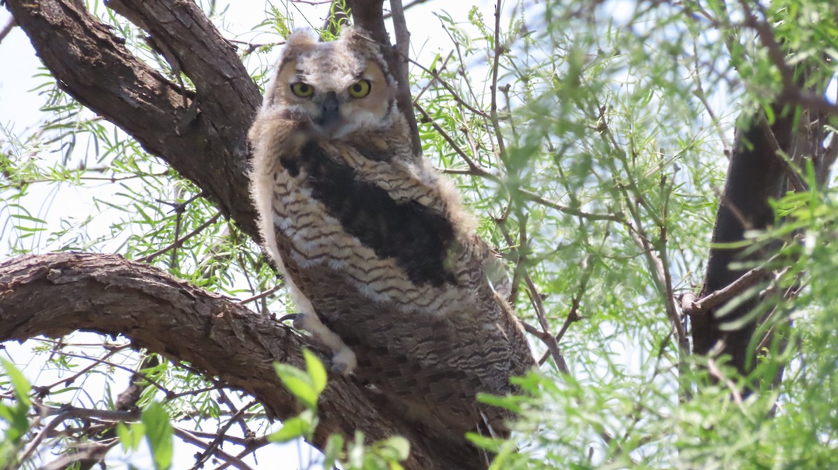 Great Horned Owl - ML568606991