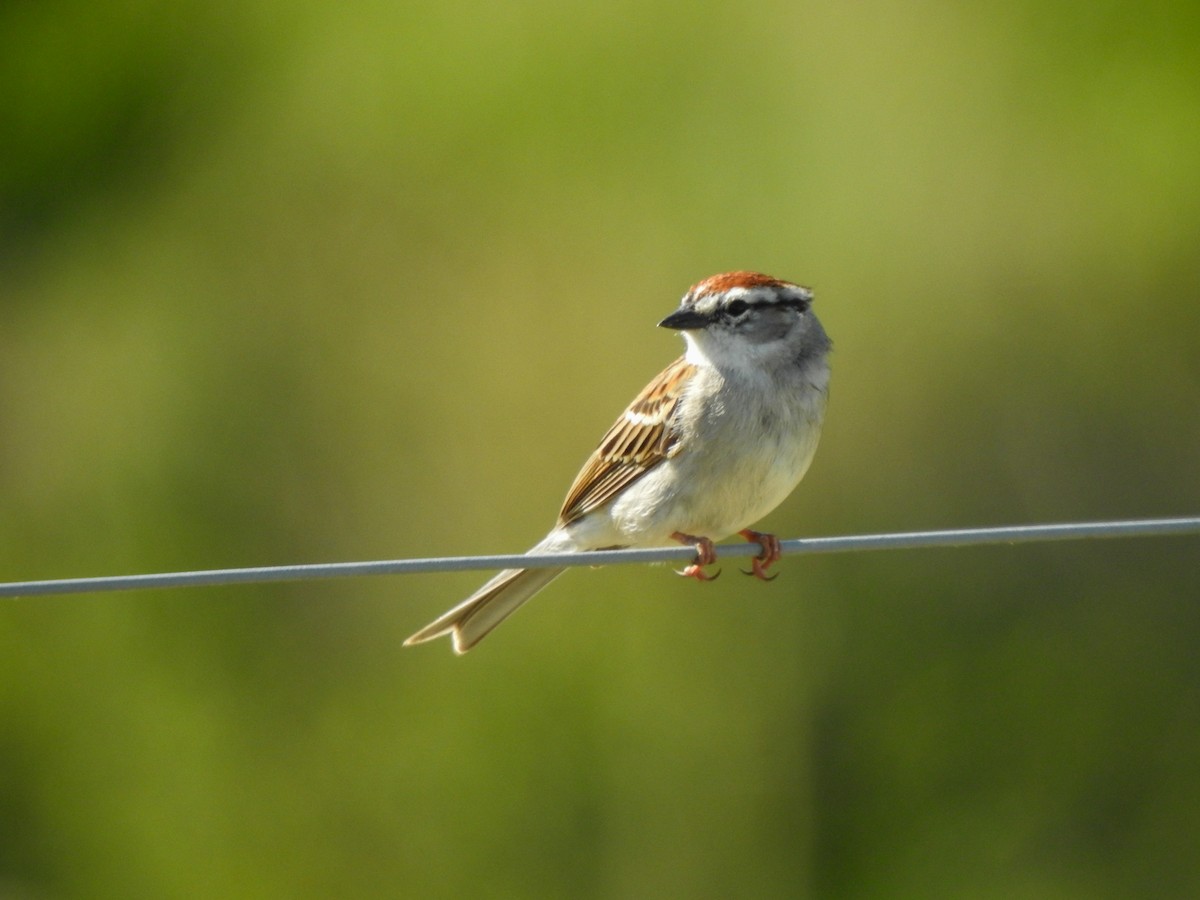 Chipping Sparrow - ML568608921
