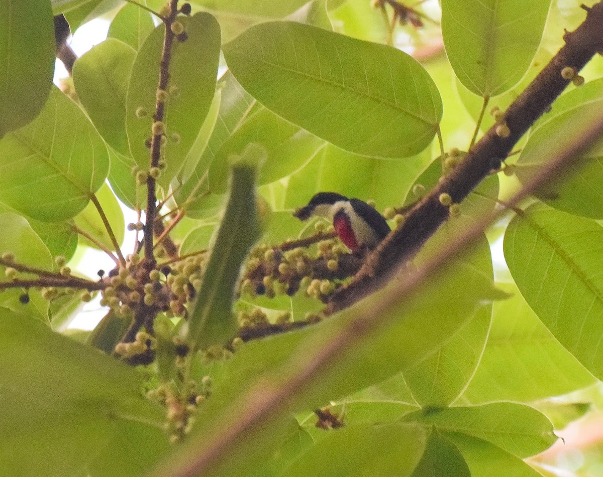 Black-belted Flowerpecker - ML56860901