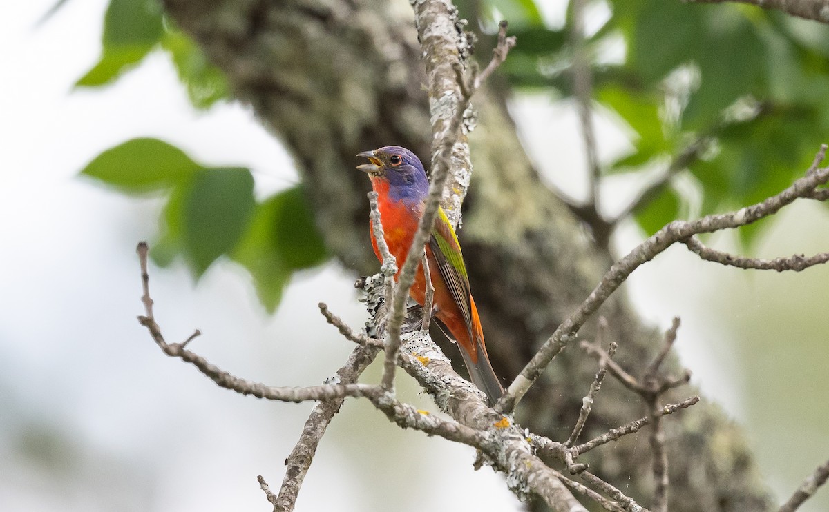 Painted Bunting - ML568610031