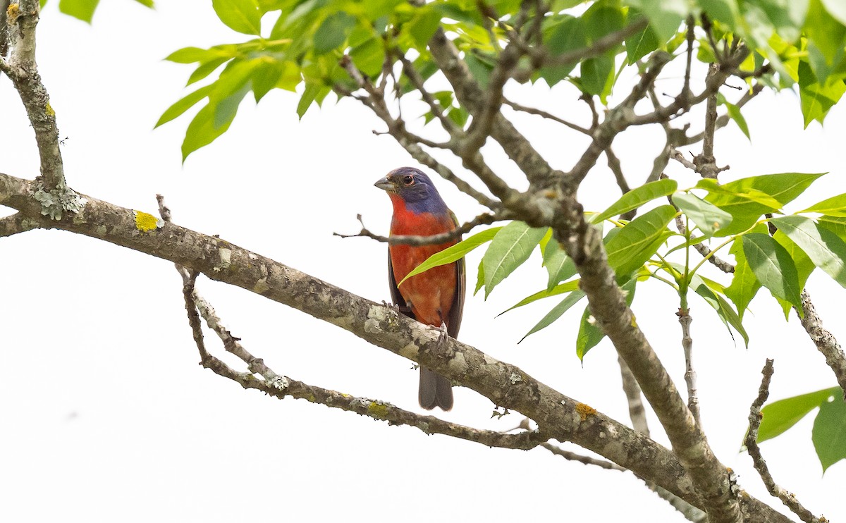 Painted Bunting - ML568610041