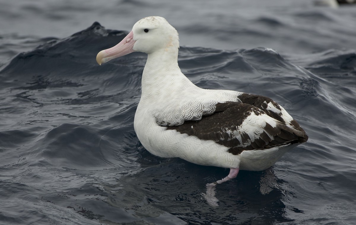 Antipodean Albatross (New Zealand) - David  Tytherleigh