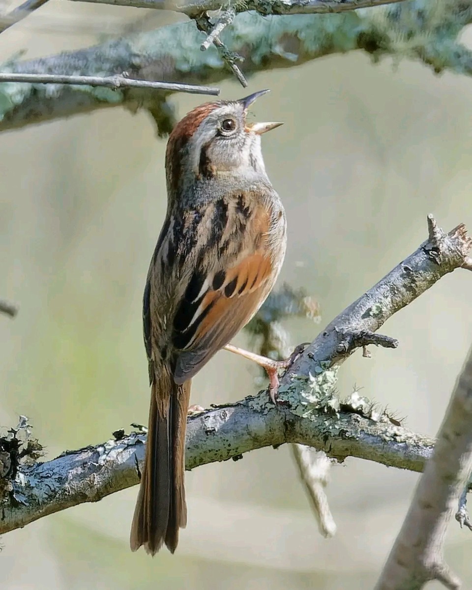 Swamp Sparrow - ML568614281