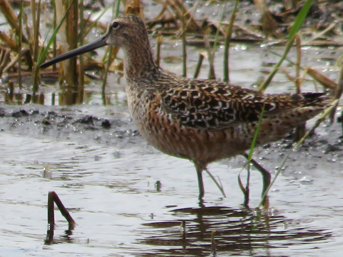Long-billed Dowitcher - ML568620331