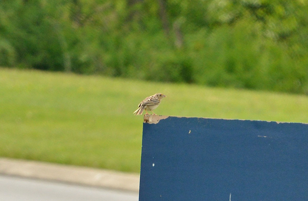 Grasshopper Sparrow - ML568621821