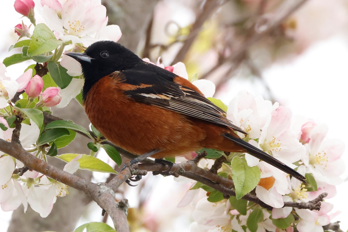 Orchard Oriole - ML568623731