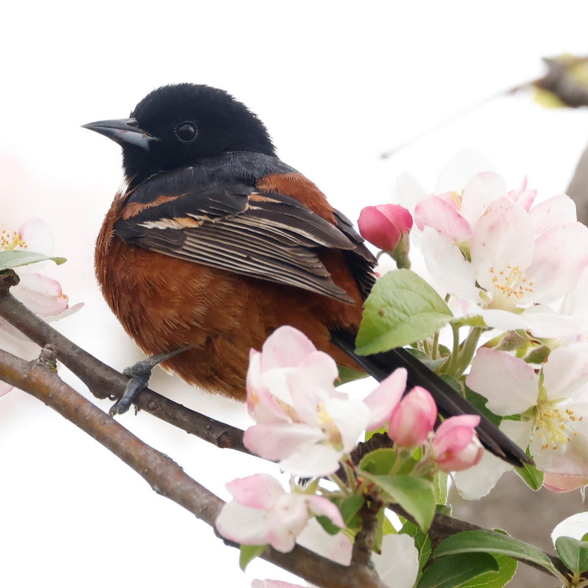 Orchard Oriole - ML568623741