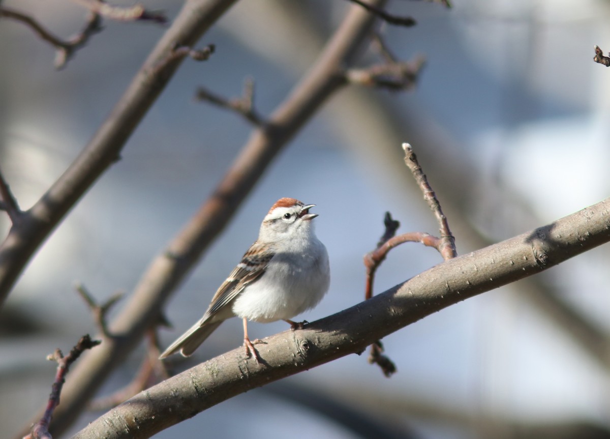 Chipping Sparrow - ML568626961