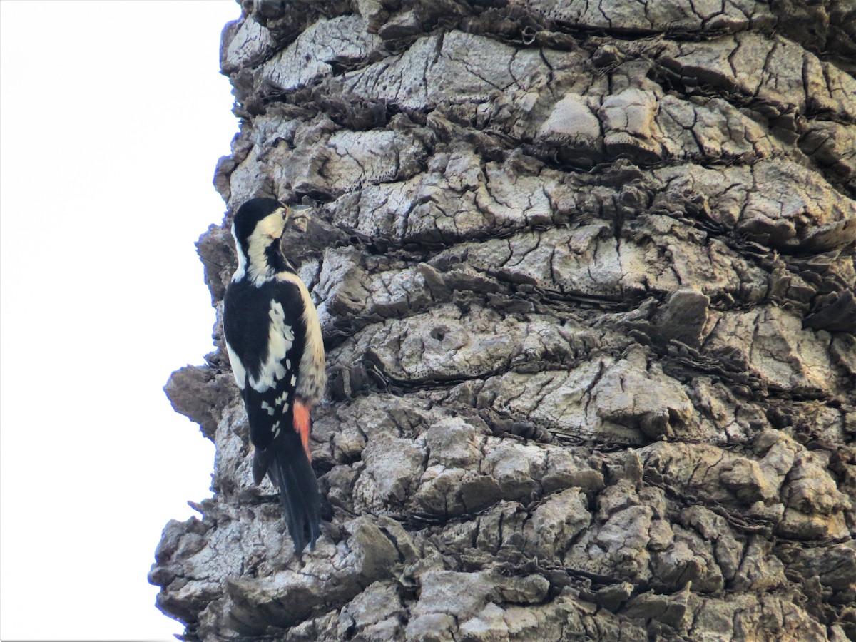 Syrian Woodpecker - ML56862851