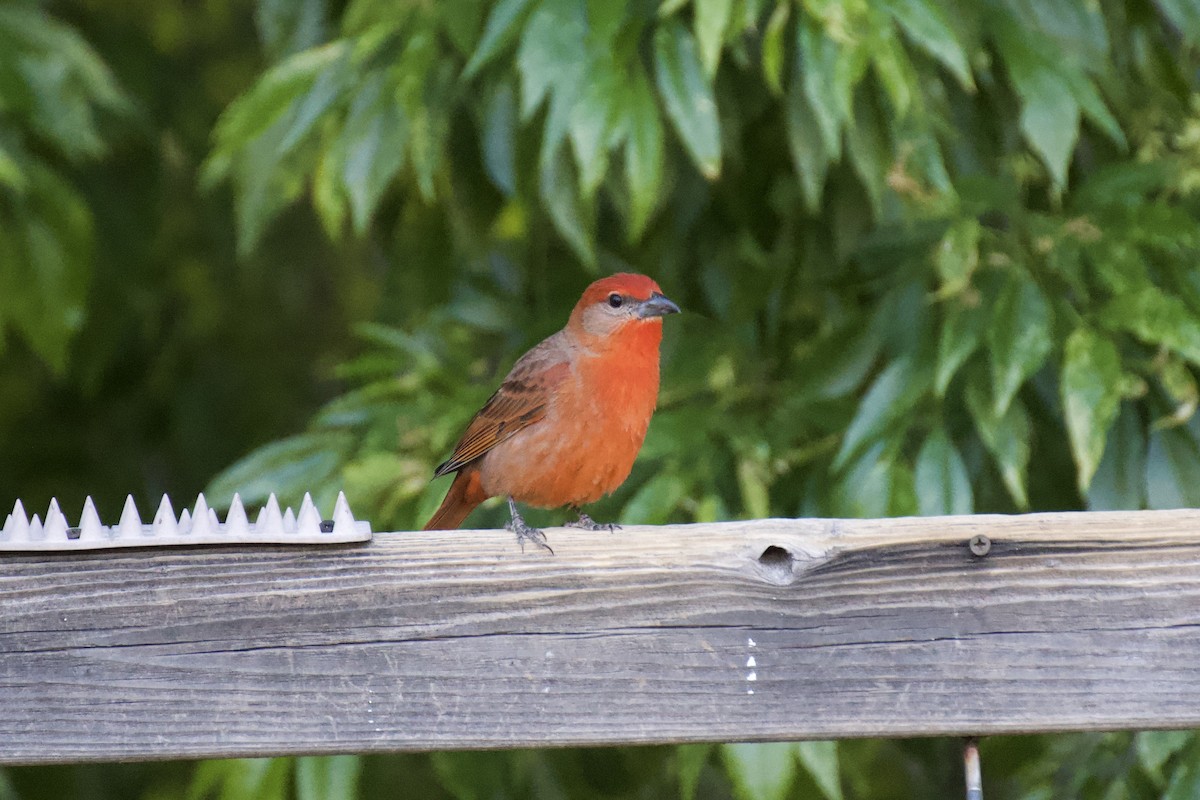 Hepatic Tanager - ML568630171