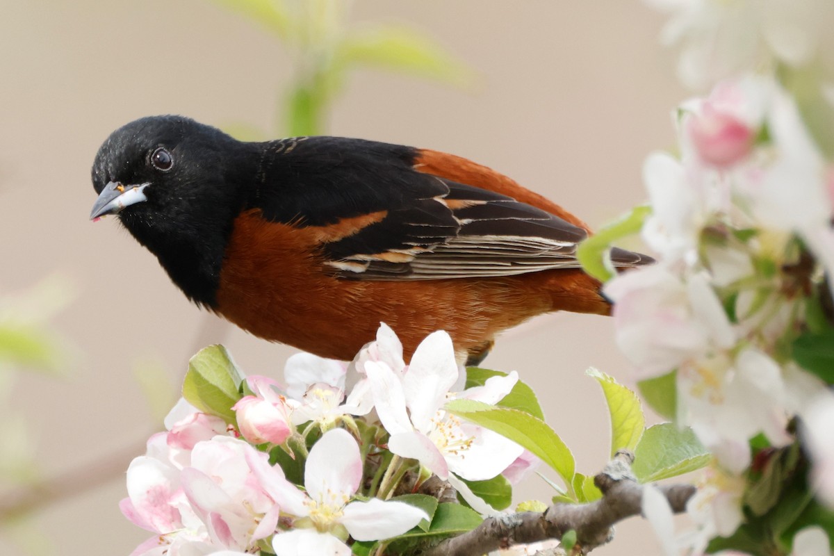 Orchard Oriole - ML568633161