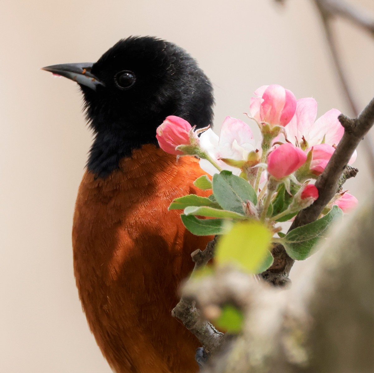 Orchard Oriole - ML568633171