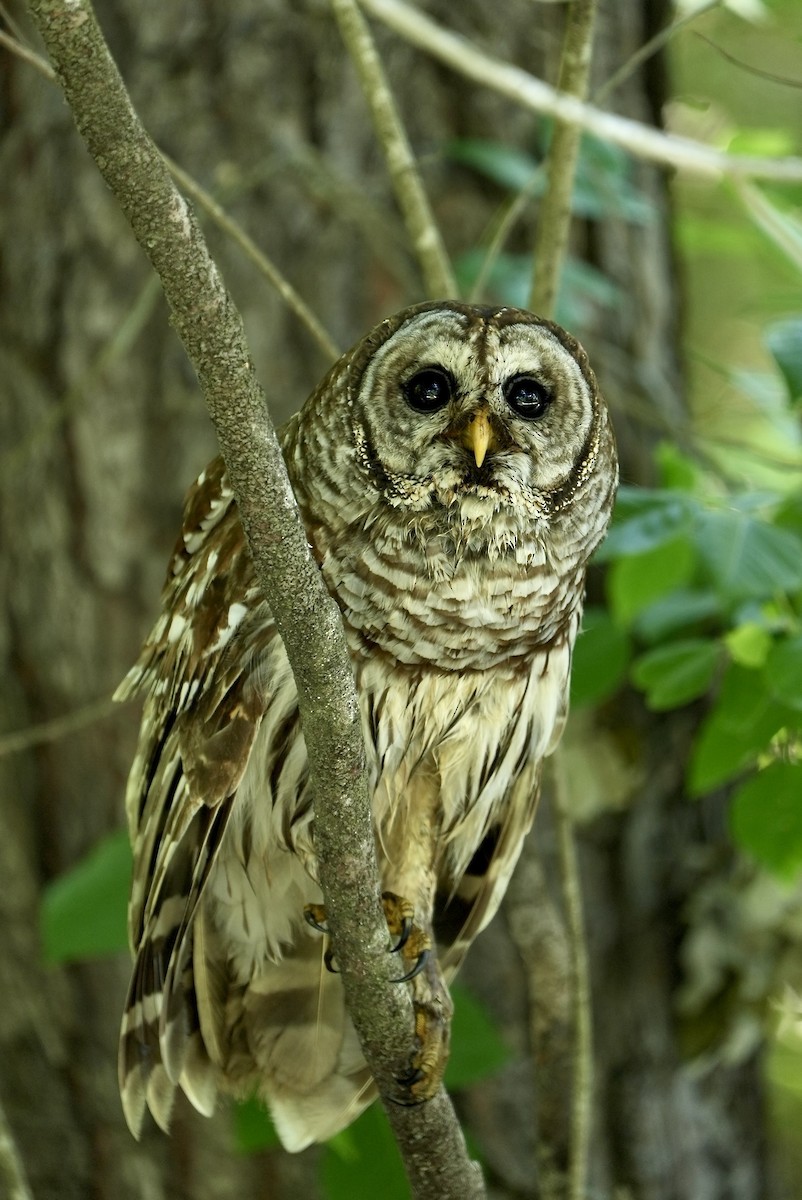 Barred Owl - ML568635511