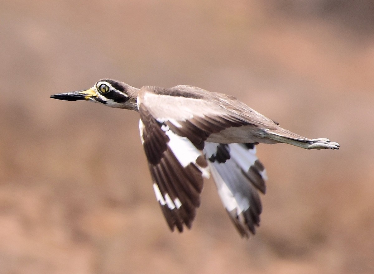 Great Thick-knee - TheNatureTrust (GroupAccount)