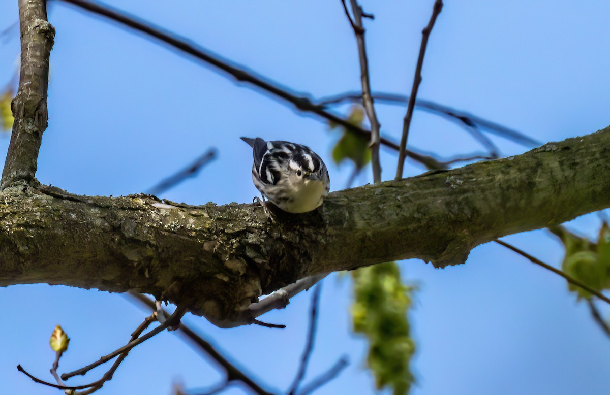 Black-and-white Warbler - ML568641071