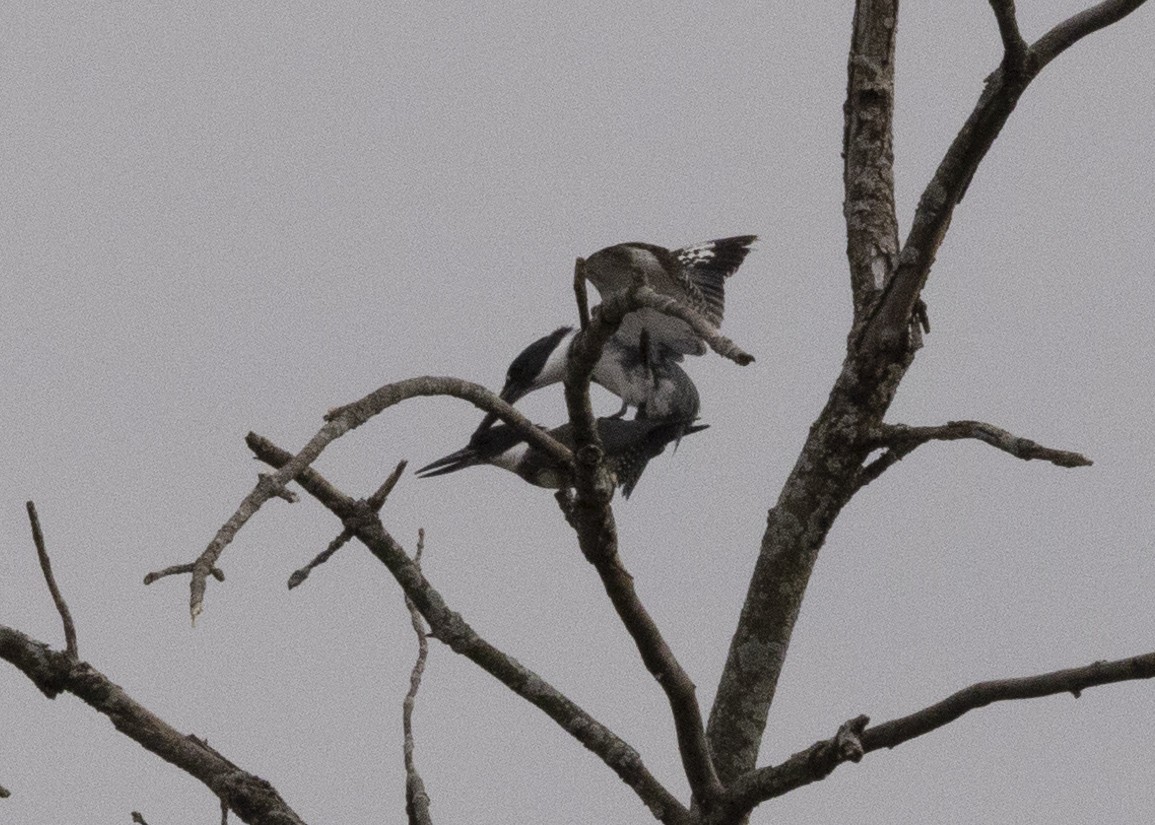 Belted Kingfisher - ML568642611