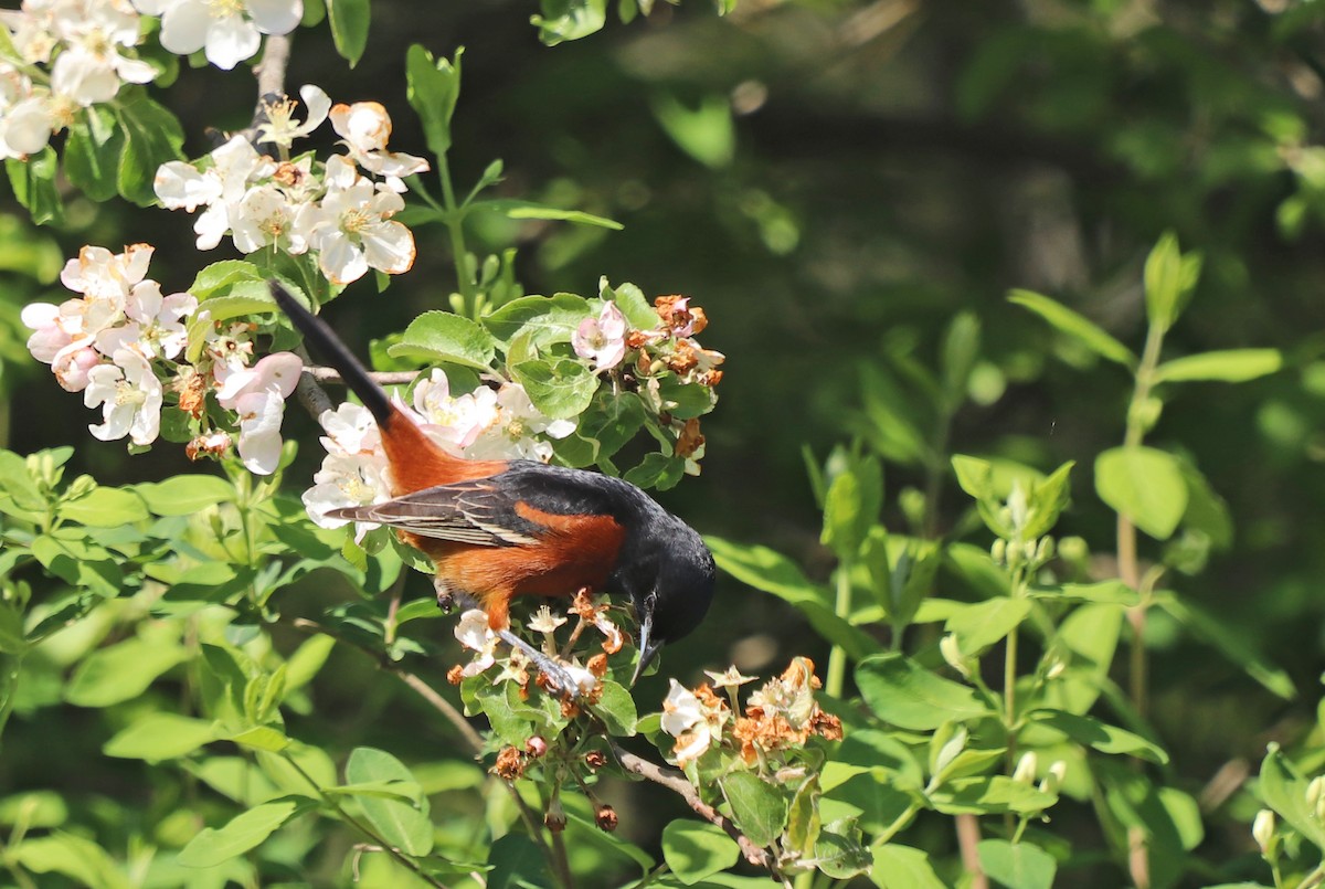 Orchard Oriole - ML568644641