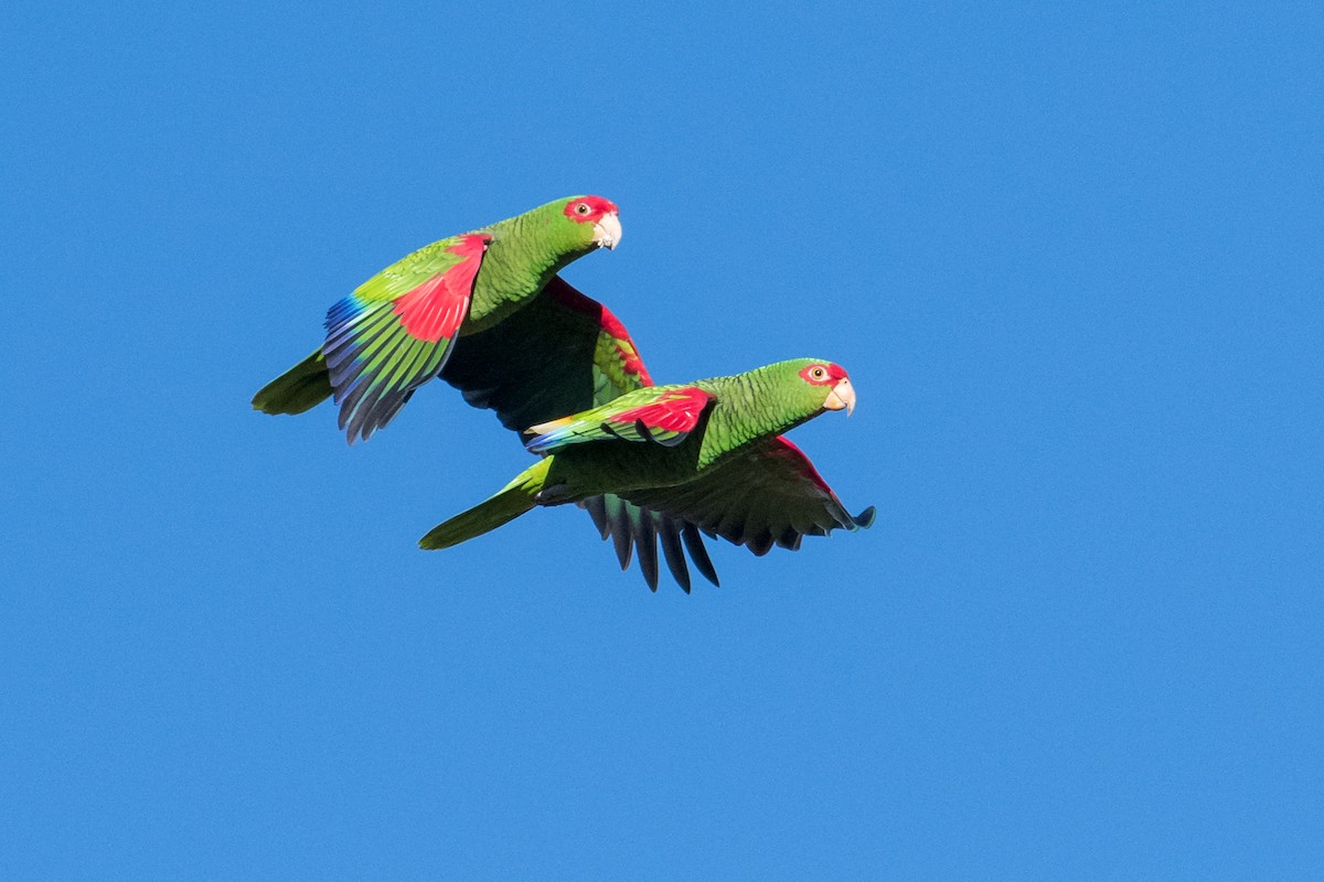 Red-spectacled Parrot - Hudson - BirdsRio