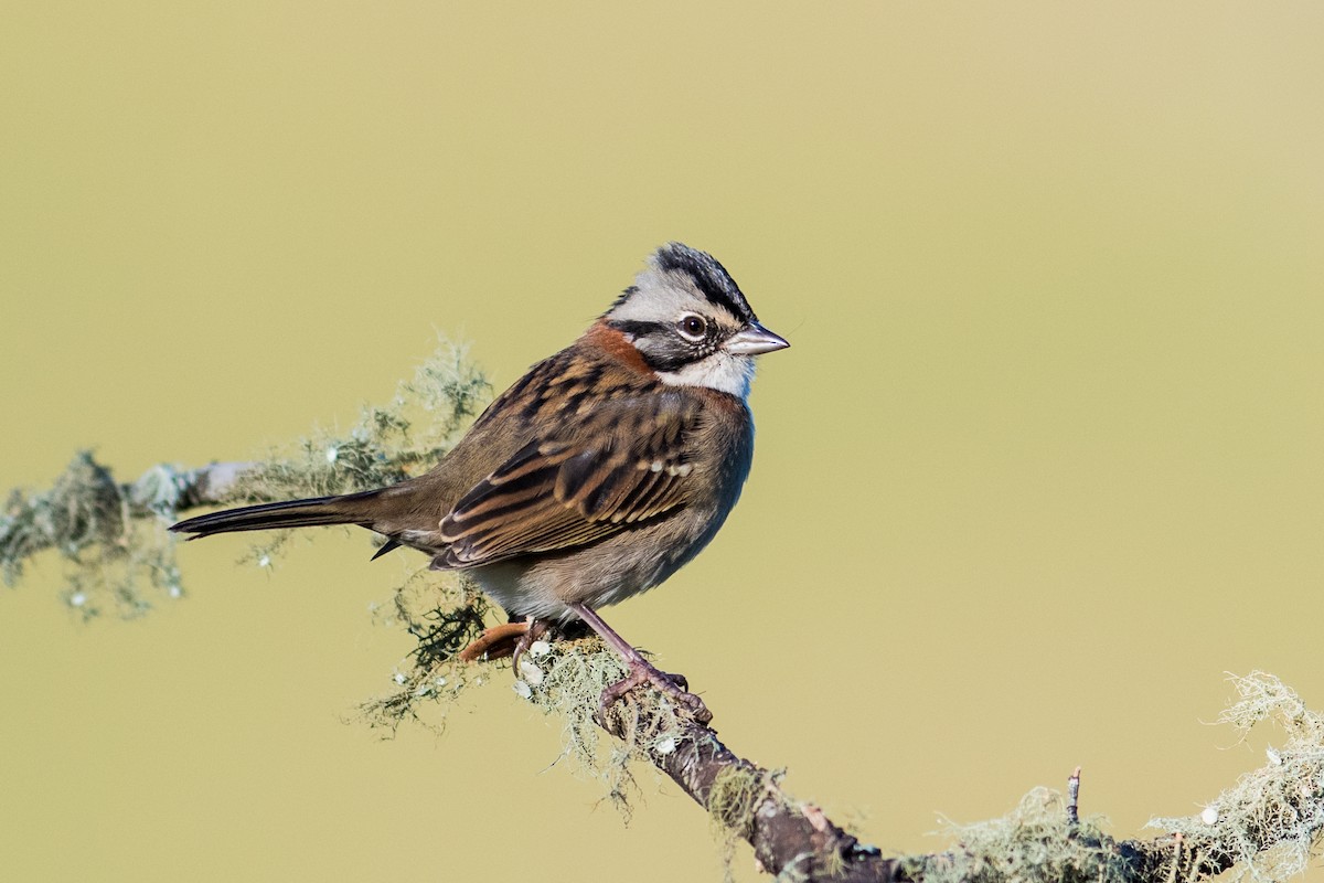 Rufous-collared Sparrow - Hudson - BirdsRio