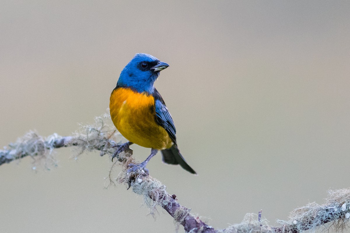 Blue-and-yellow Tanager - ML56864901