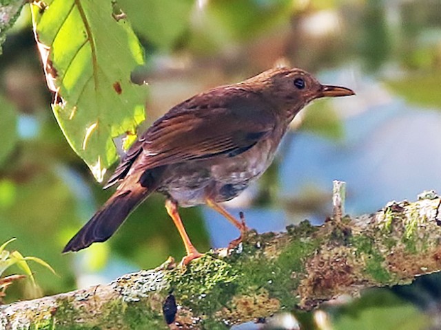 black thrush bird