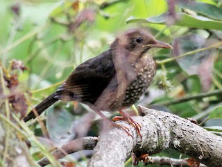 Молодая птица - Jay McGowan - ML56865071