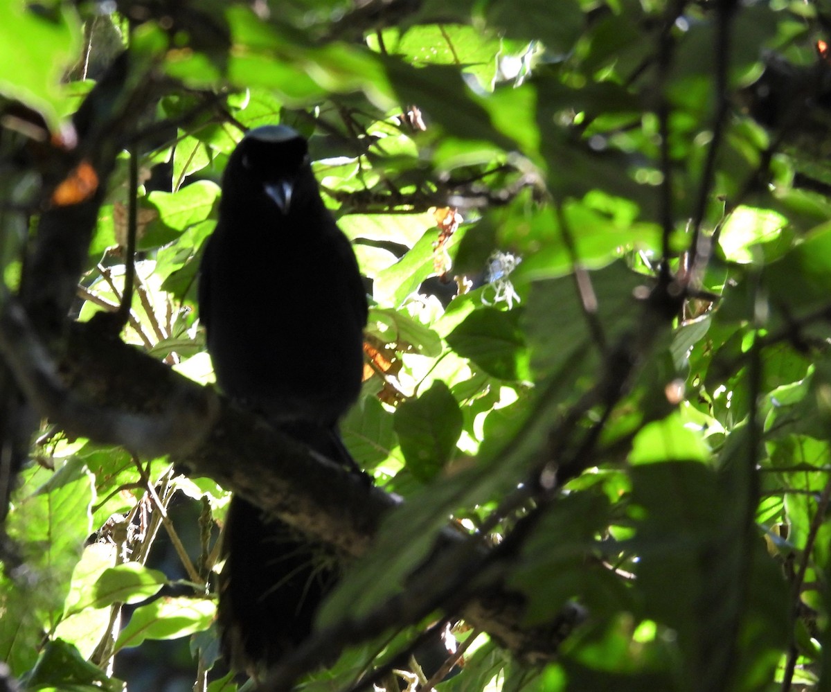 Azure-hooded Jay - Carlos Mancera (Tuxtla Birding Club)