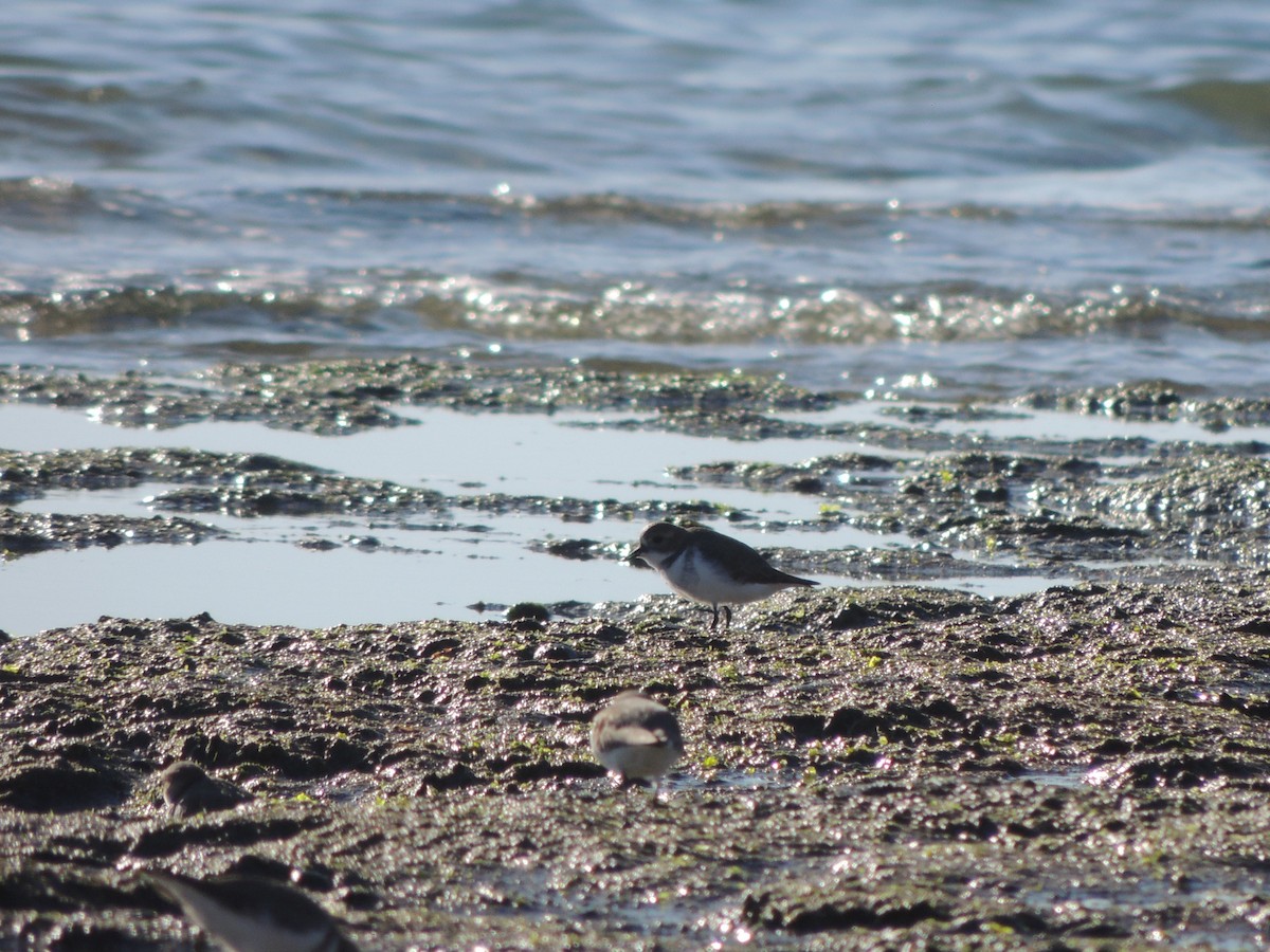 Two-banded Plover - ML568653721