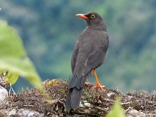 Turdus fuscater