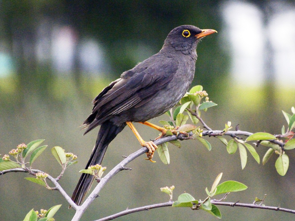 Great Thrush - Turdus fuscater - Birds of the World