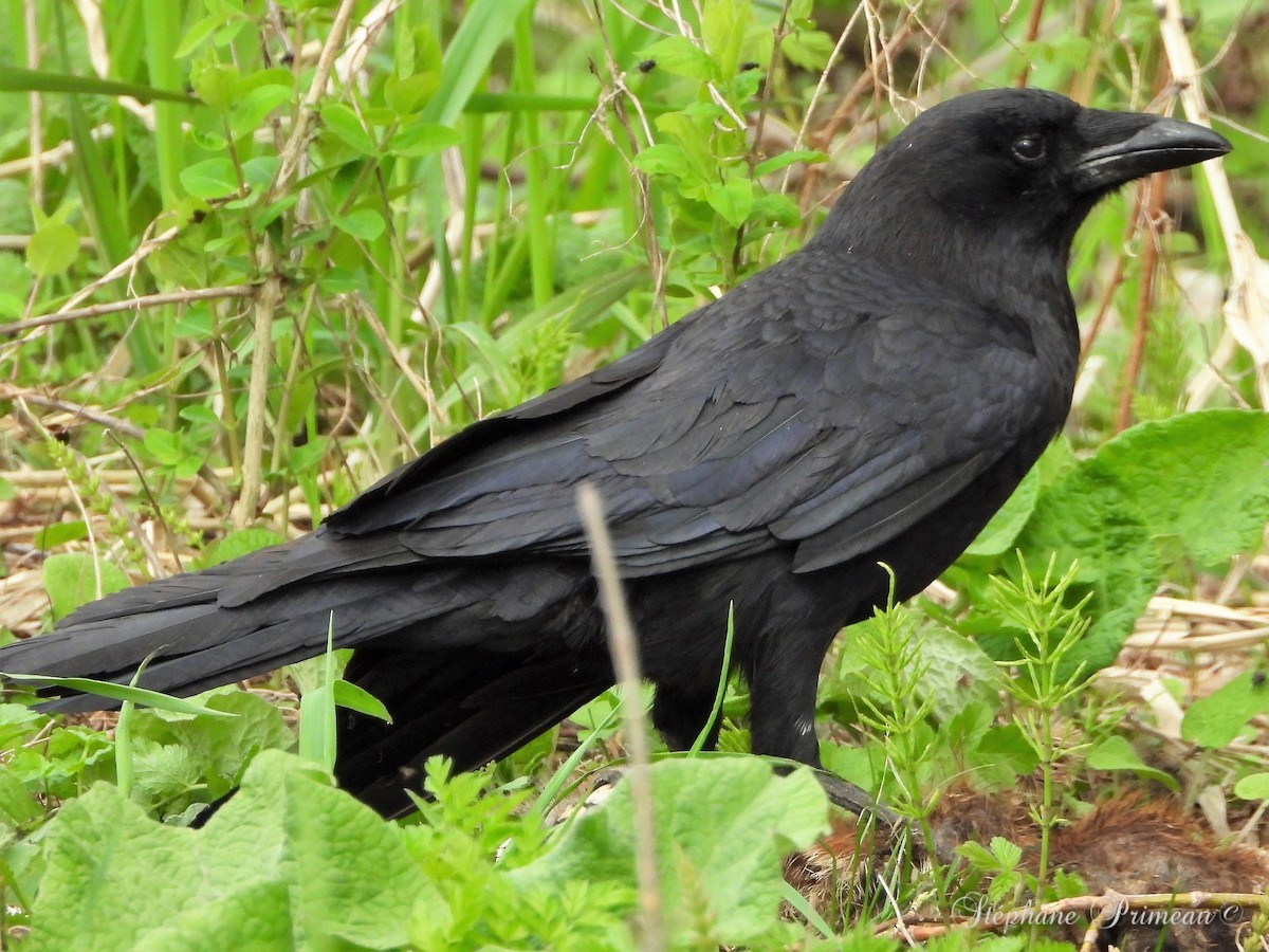 Common Raven - ML568659971