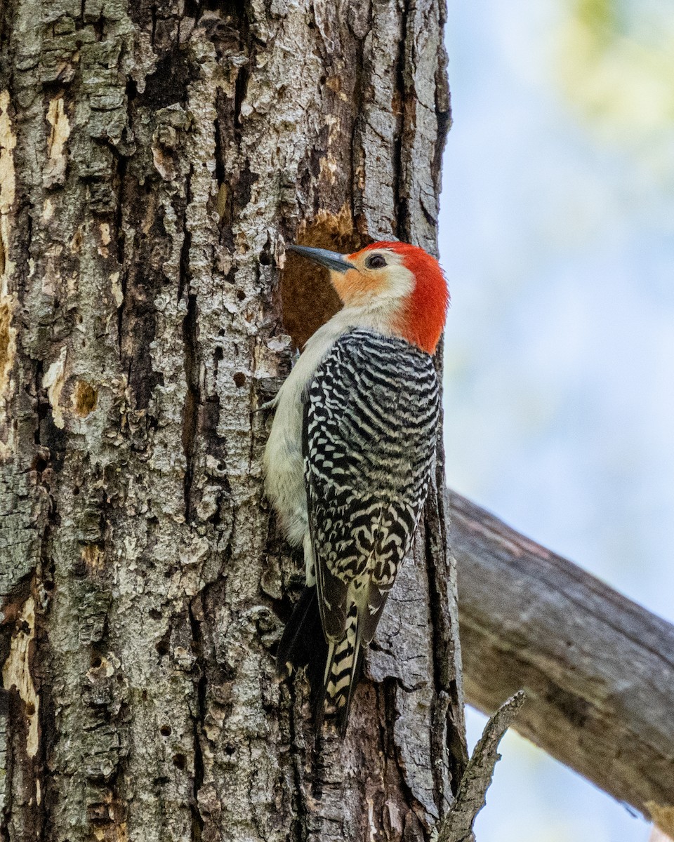 Red-bellied Woodpecker - ML568661751