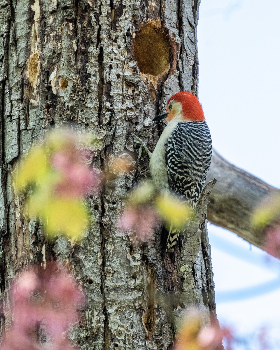 Red-bellied Woodpecker - ML568661761