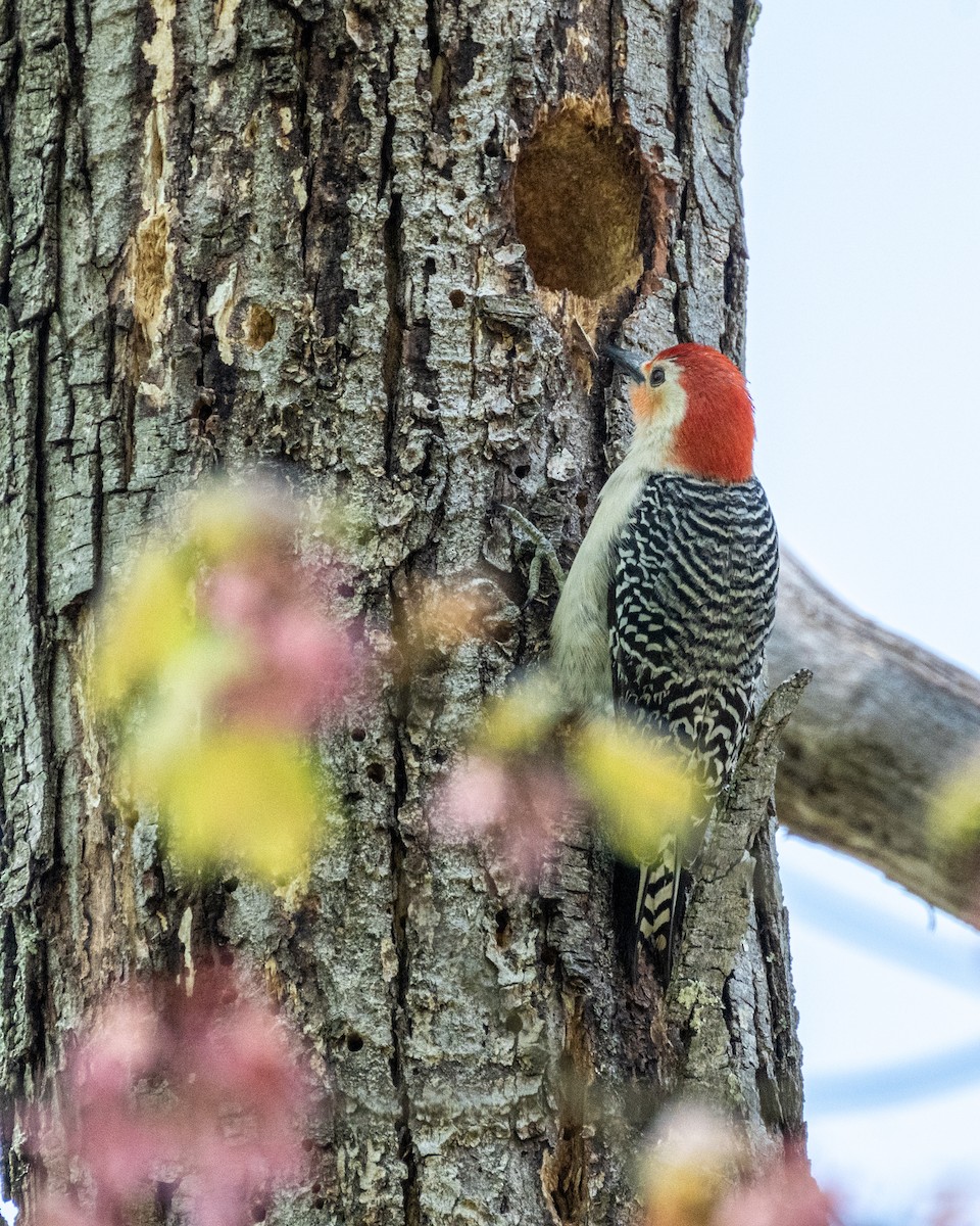 Red-bellied Woodpecker - ML568661771