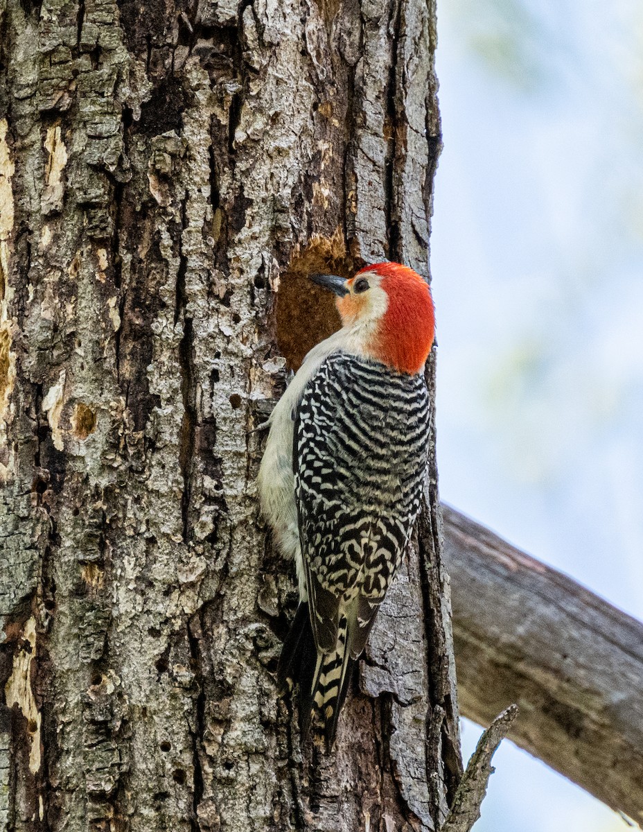 Red-bellied Woodpecker - ML568661781