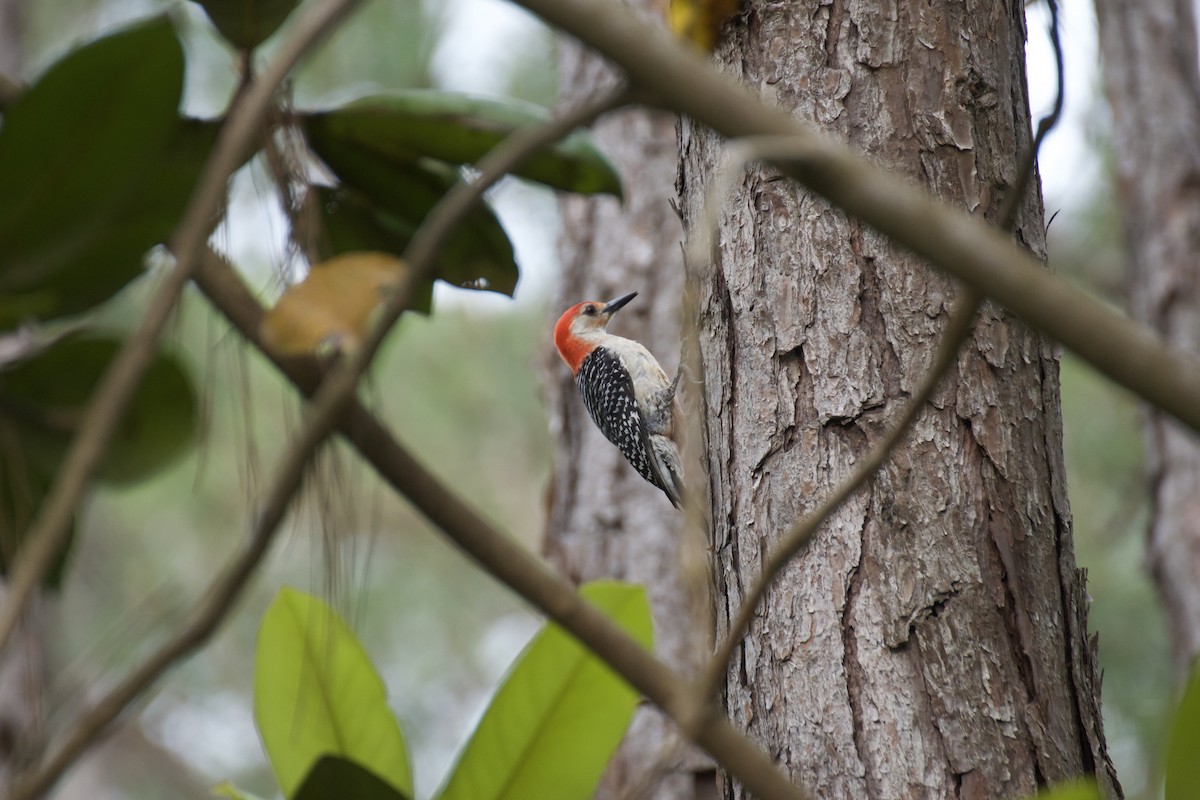 Red-bellied Woodpecker - Ali Hassan