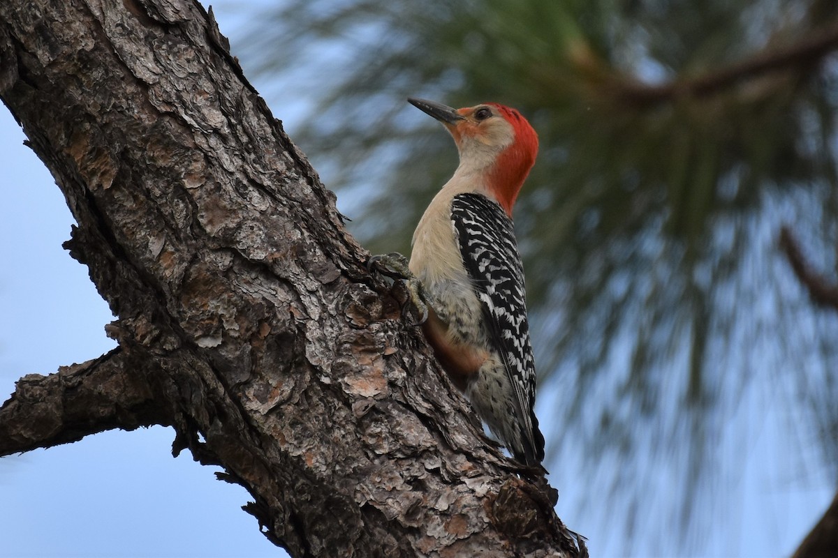 Red-bellied Woodpecker - ML568662851