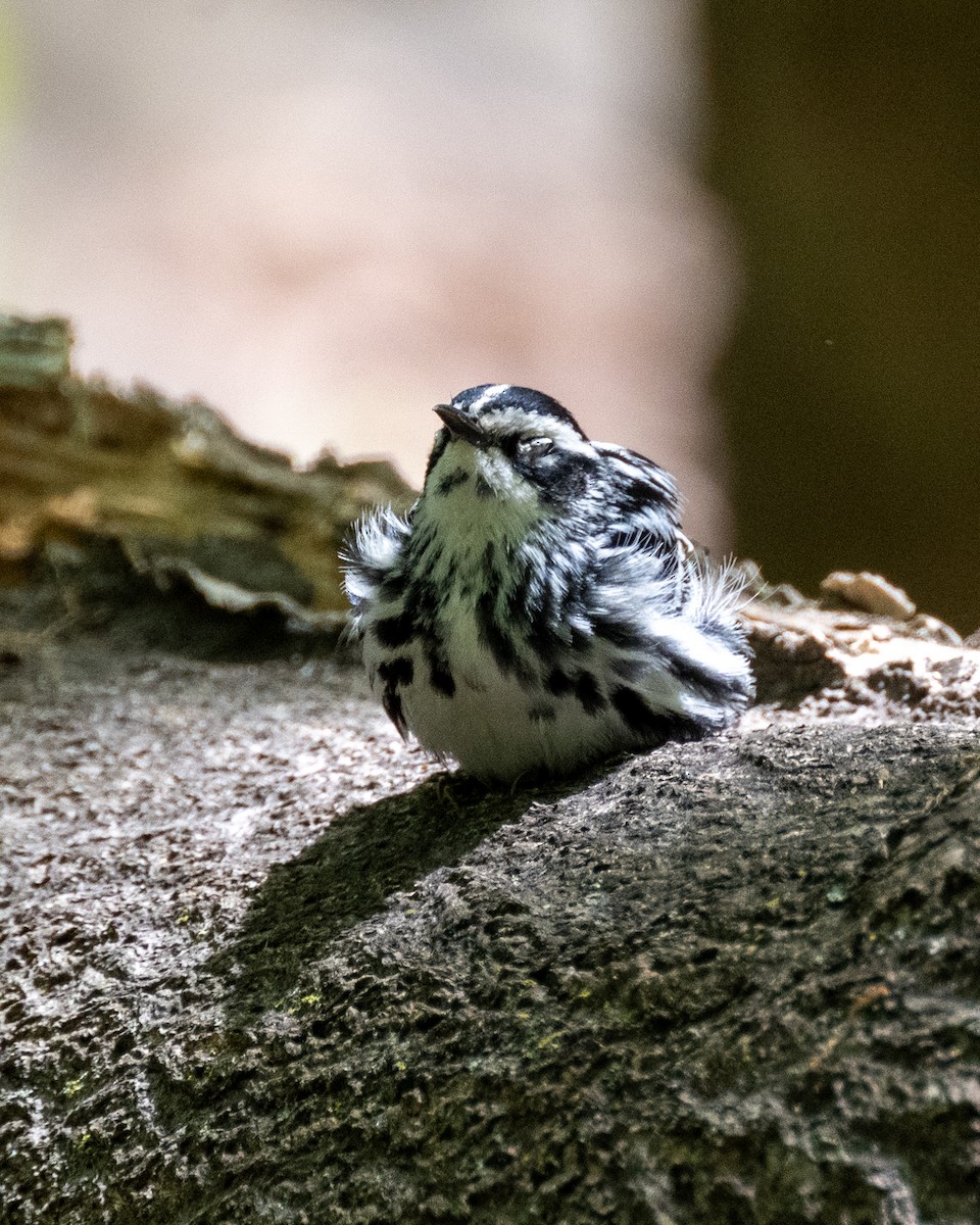 Black-and-white Warbler - ML568663421