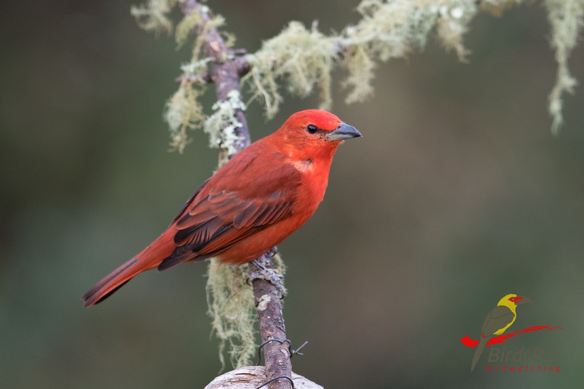 Hepatic Tanager (Lowland) - ML56866351