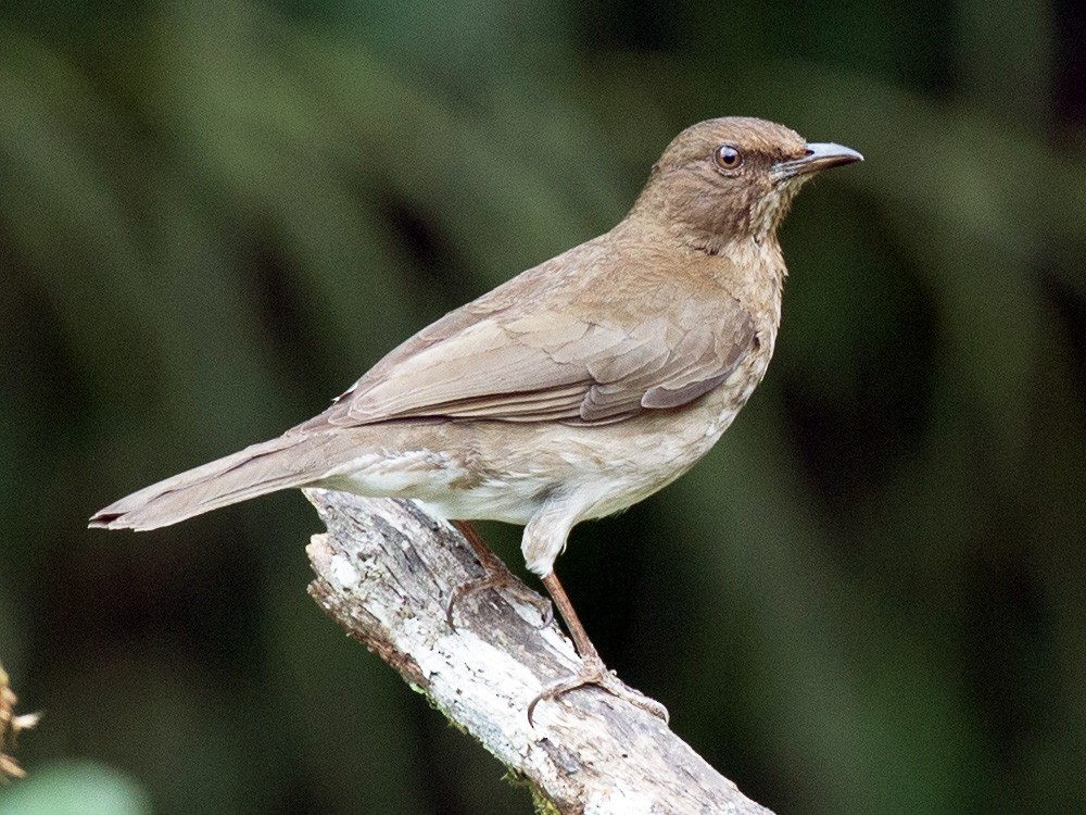Turdus ignobilis