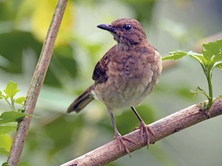 Молодая птица (Drab) - Juan Sebastian Moreno - ML56866461