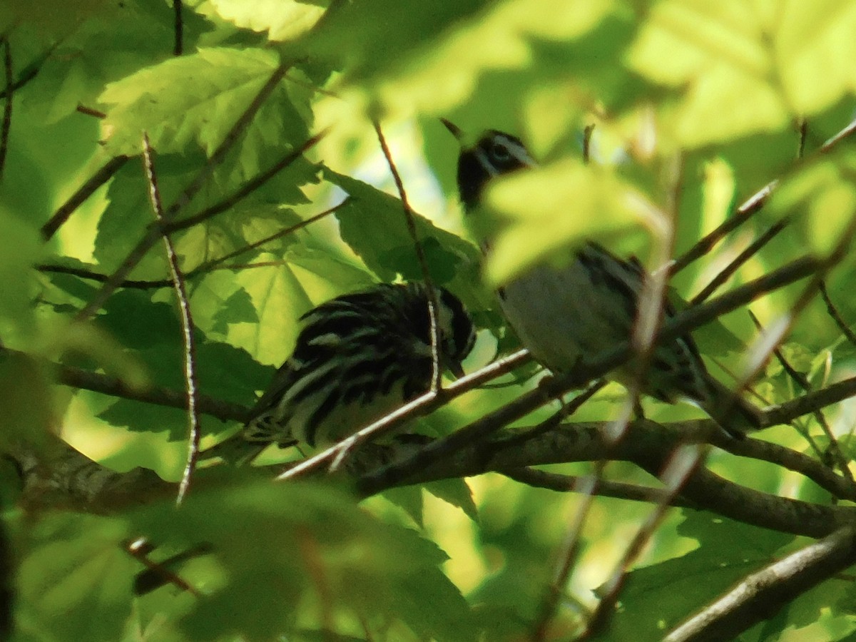 Black-and-white Warbler - ML568666331