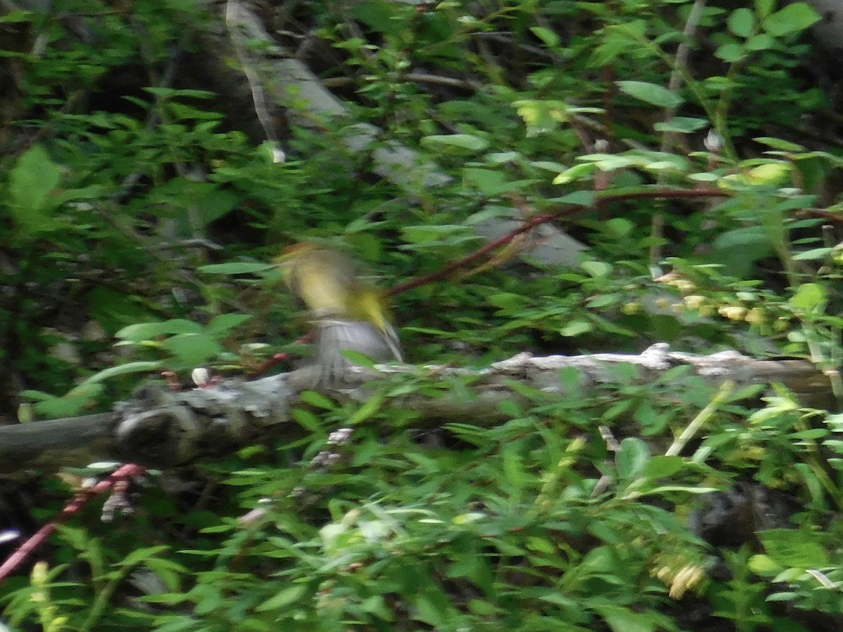 Palm Warbler (Yellow) - ML568666391