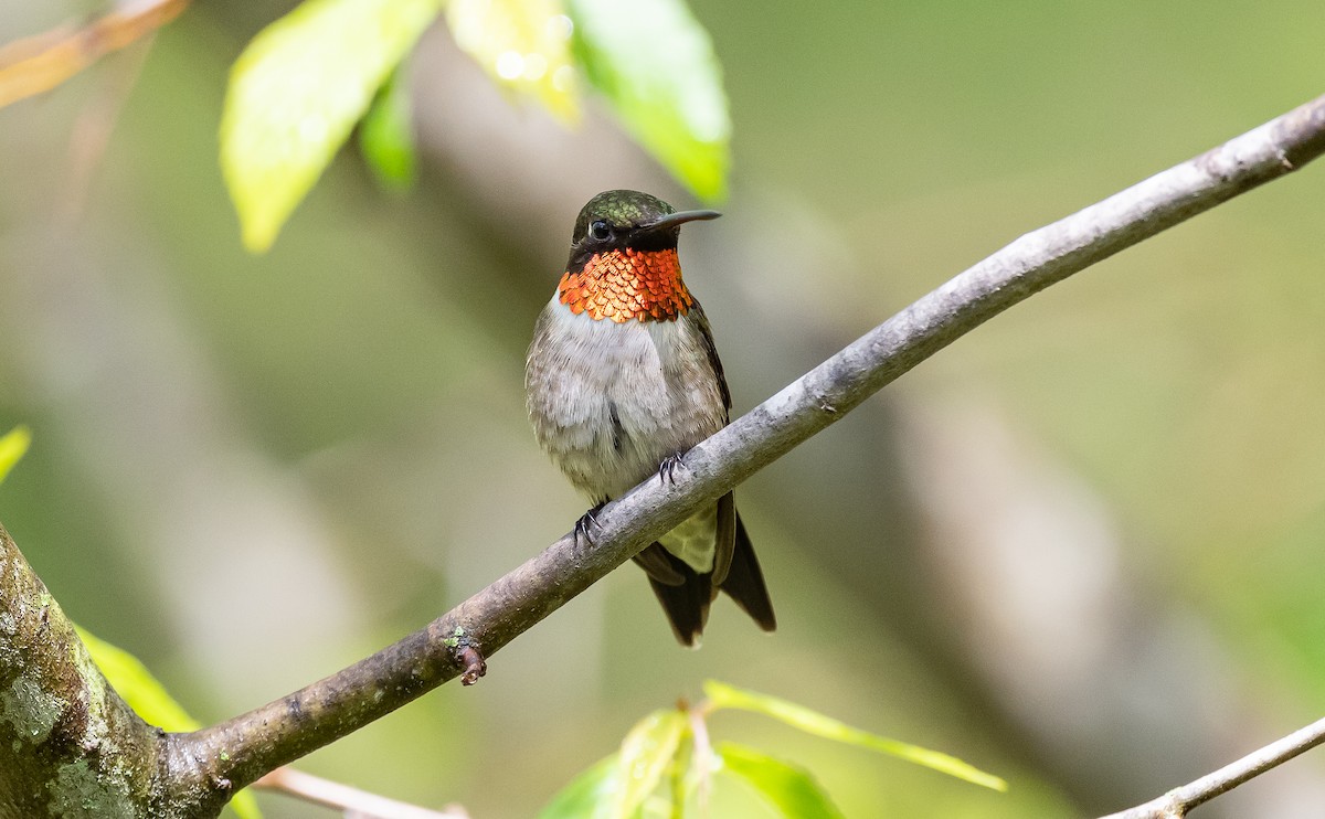 Ruby-throated Hummingbird - ML568668171