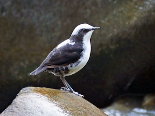 นกเต็มวัย (White-bellied) - Wladimir Giraldo Velasquez - ML56867041