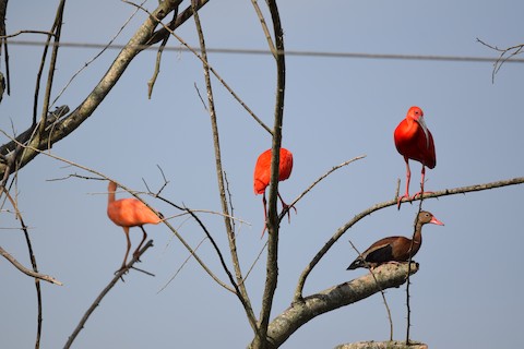 Scarlet Ibis - eBird